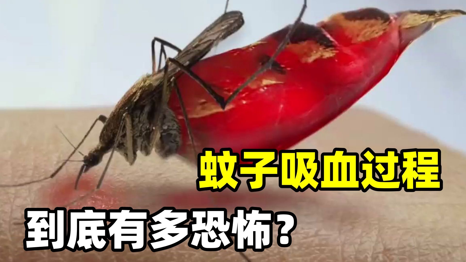 蚊子吸血过程有多可怕?六合一针管扎进去,吸到无法自拔