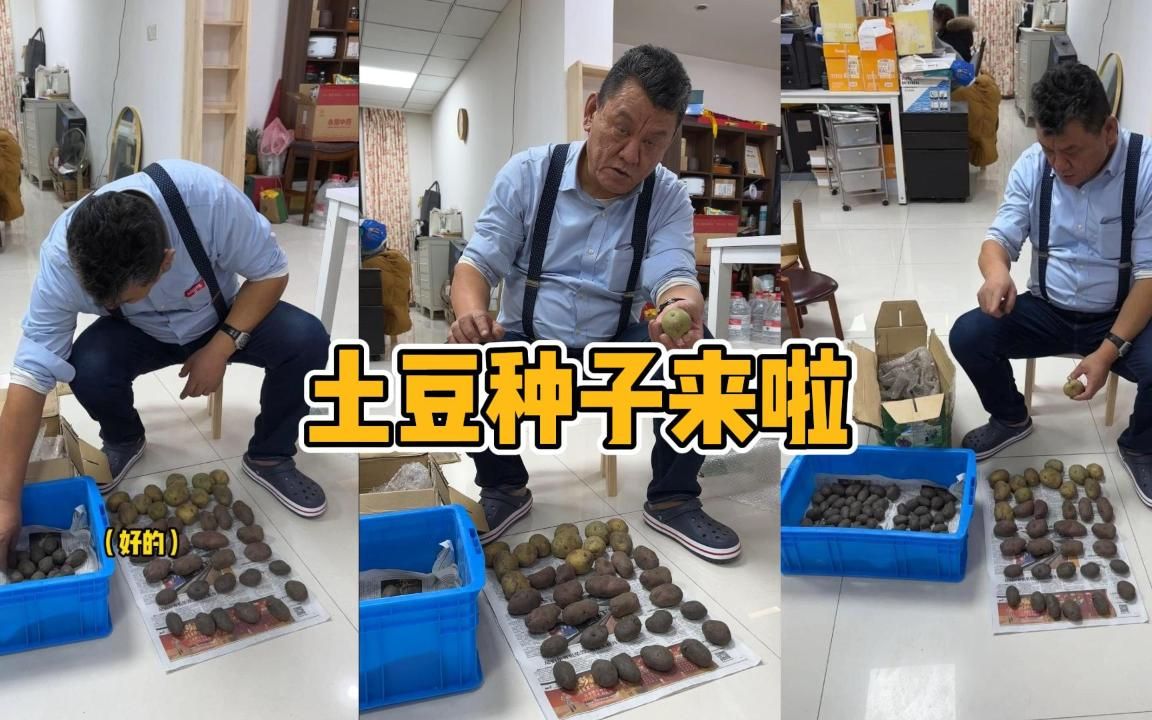 [图]土豆种子来啦