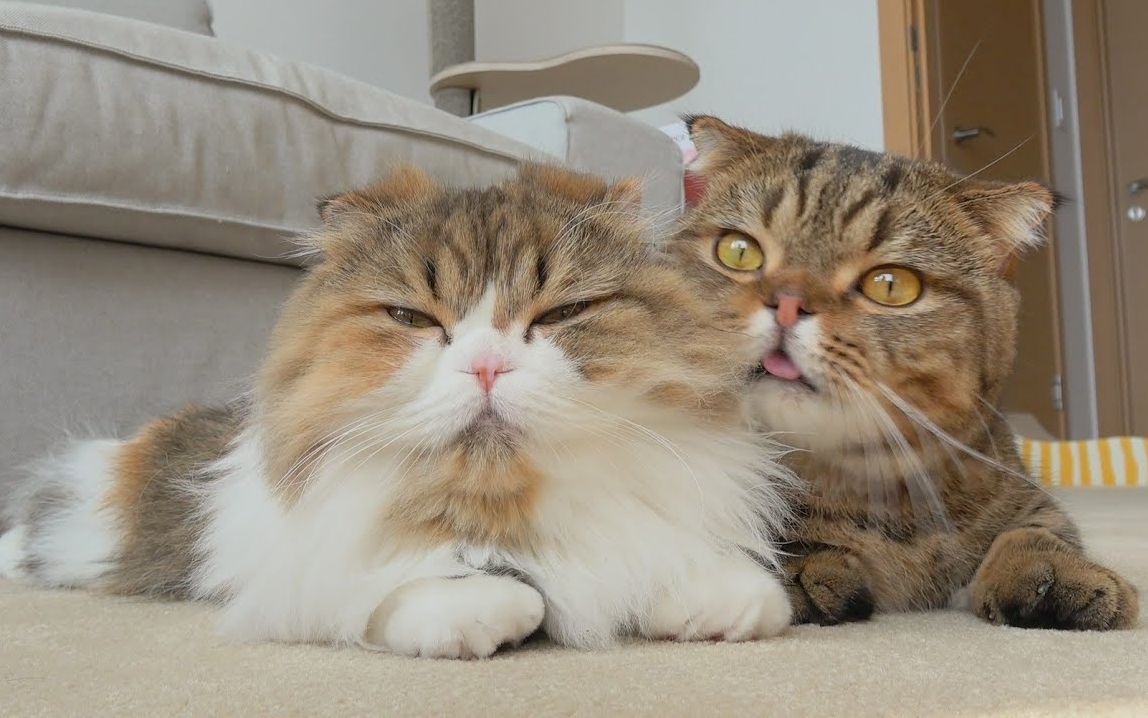 【creamheroes】【中字】lulu和chuchu关系很微妙