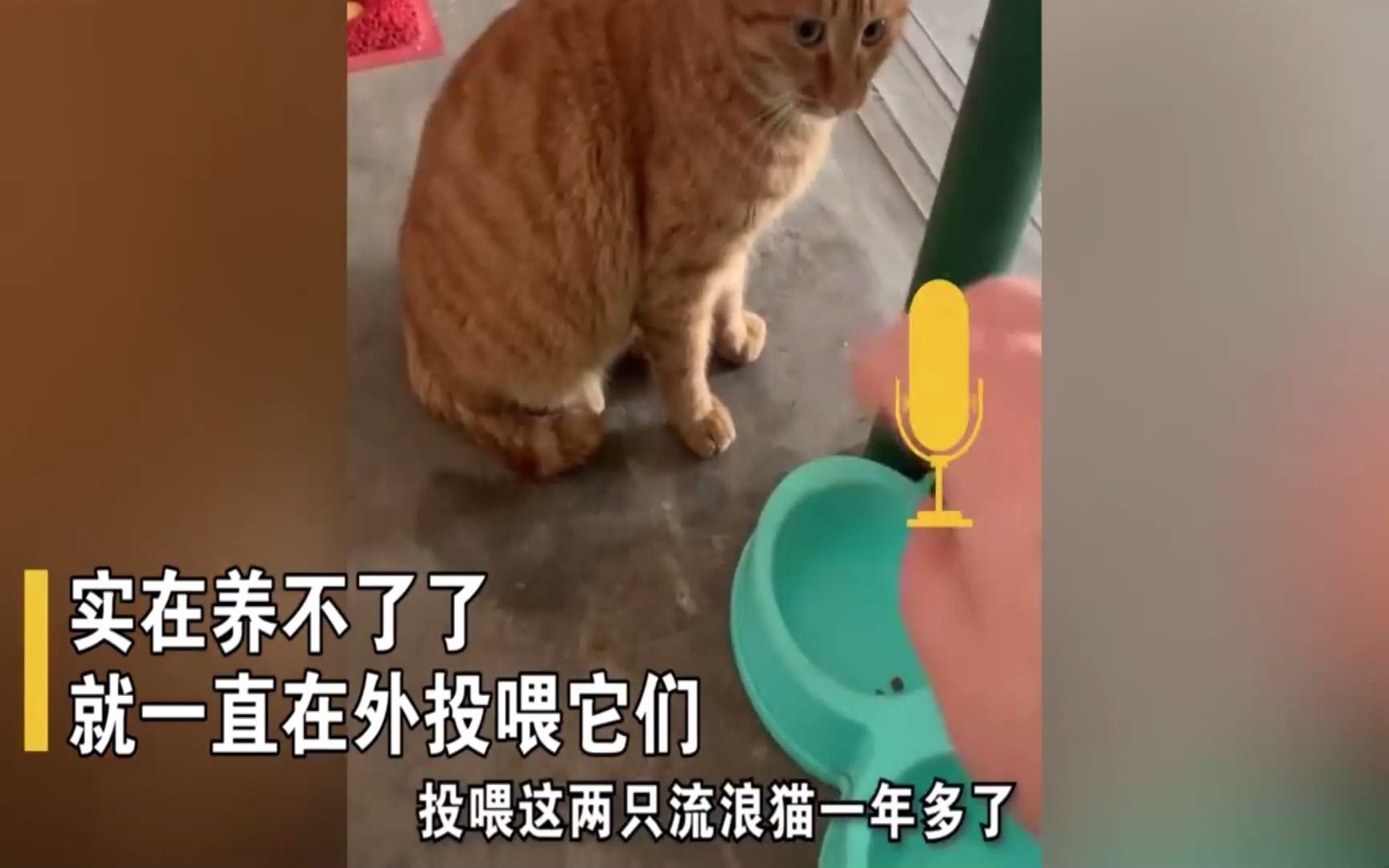 [图]男子投喂流浪猫1年，上班前被猫回赠小礼物，打开门一看愣住了