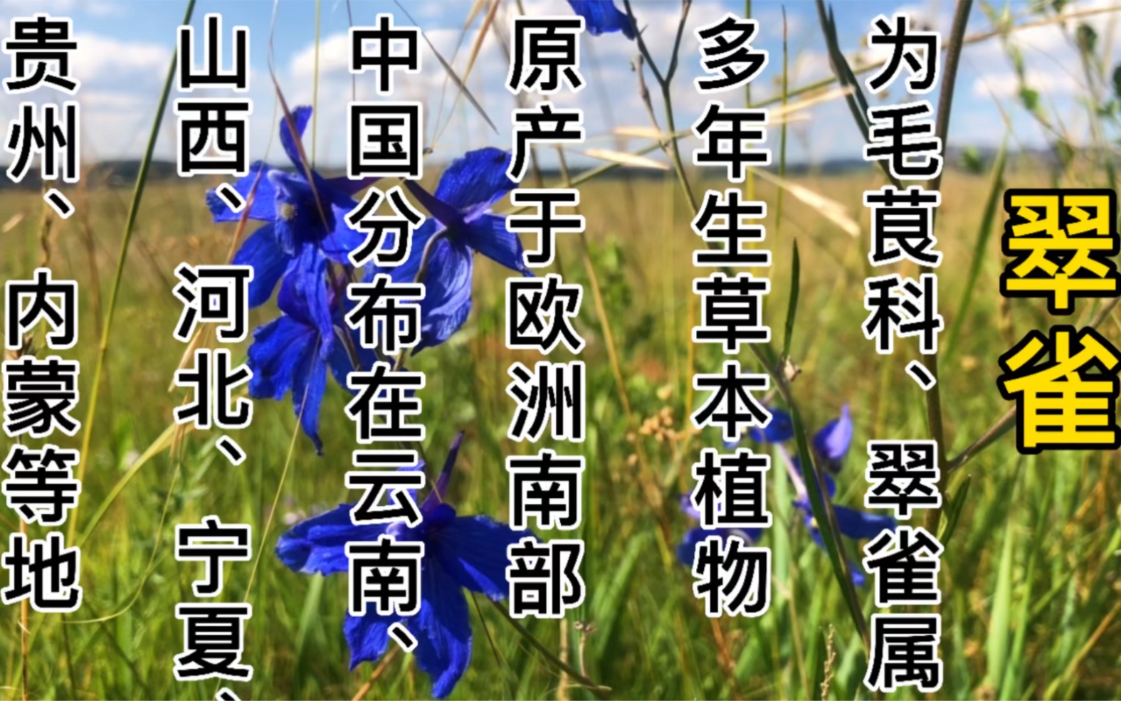 [图]内蒙古大草原真稀奇，好多植物