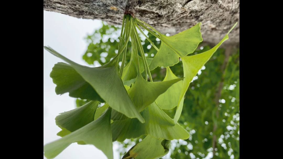 小银杏成长日记