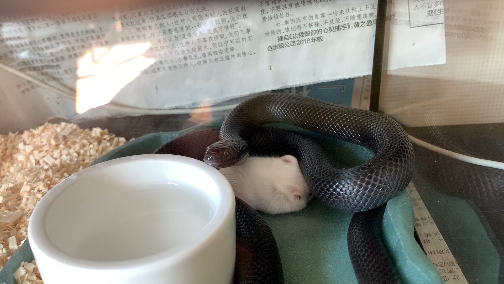 墨西哥黑王蛇阿怂喂食周常之蛇鼠一窝