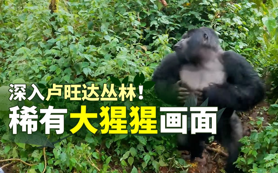 [图]深入卢旺达丛林丨近距离接触大猩猩