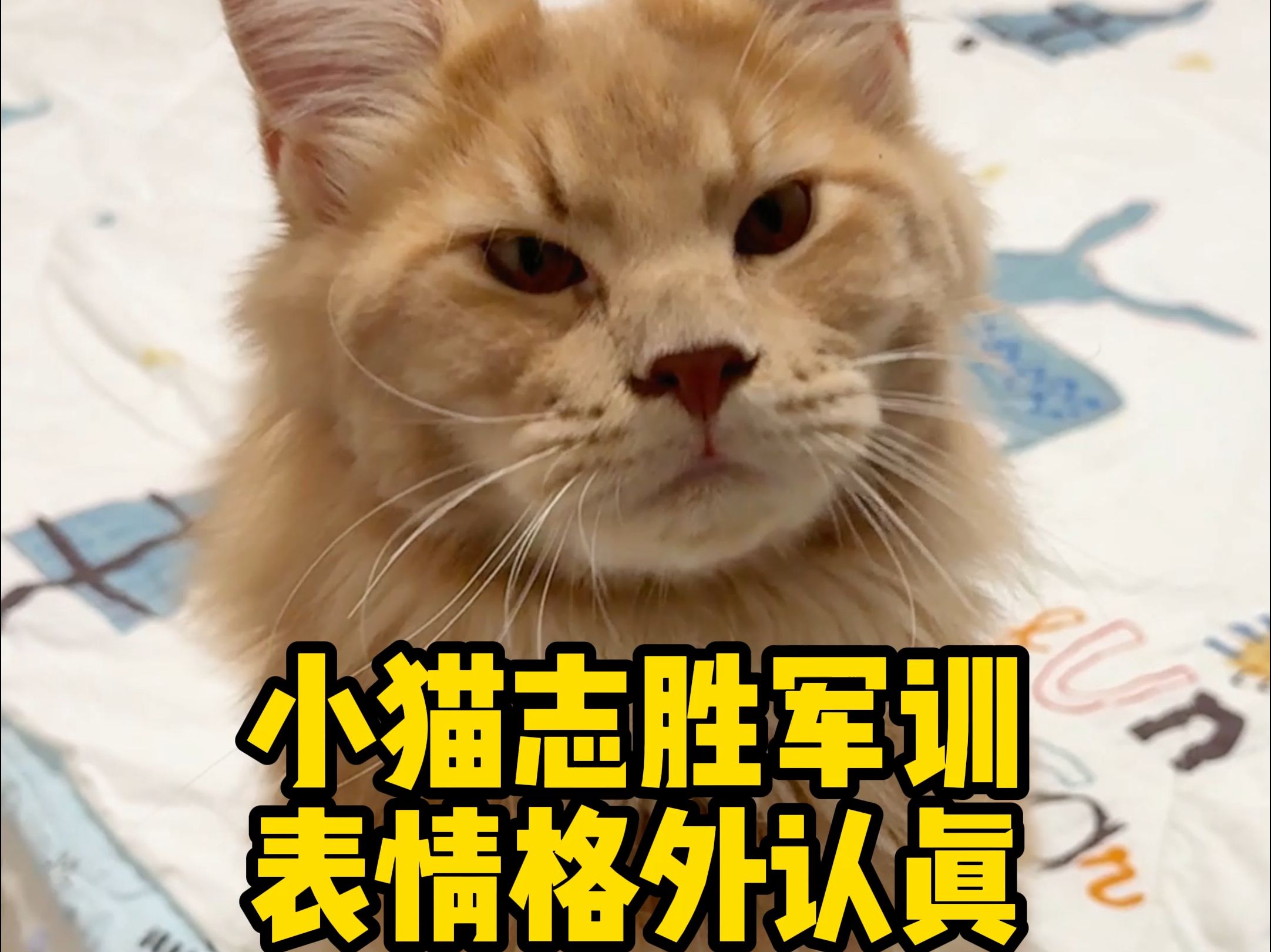 小猫志胜军训 表情格外认真哔哩哔哩bilibili