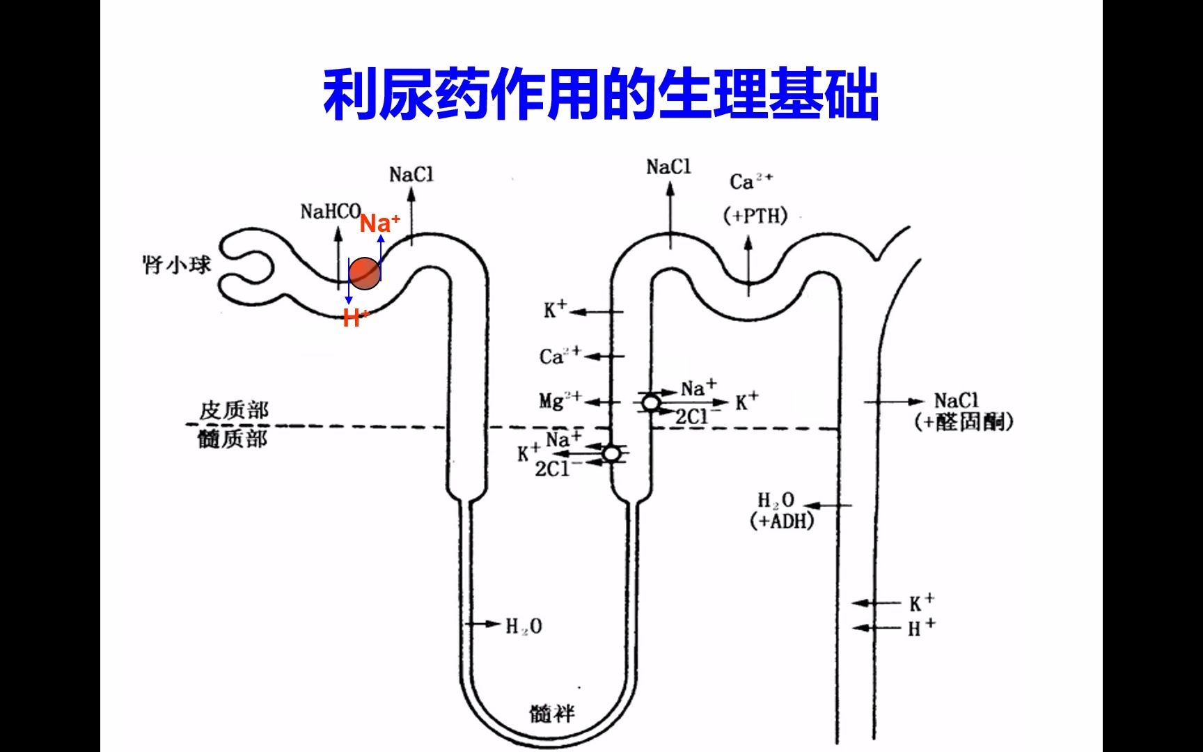 4. 利尿药1哔哩哔哩bilibili