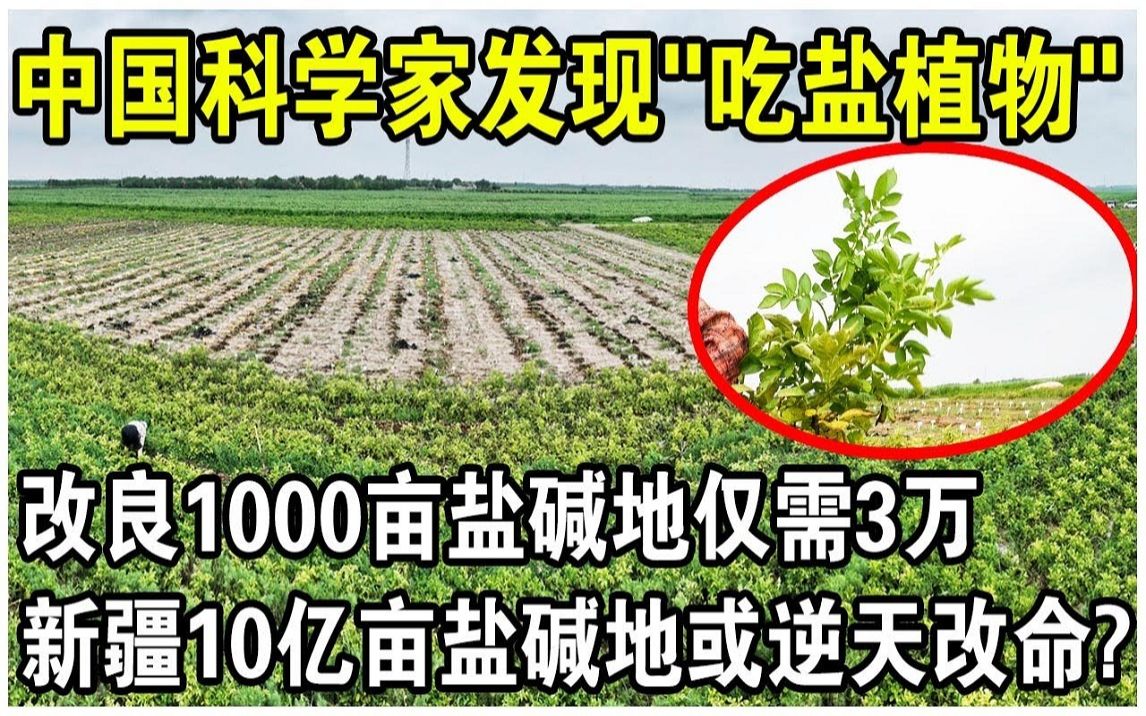 中国科学家意外发现“吃盐植物”!改良1000亩“盐碱地”仅需3万块?哔哩哔哩bilibili