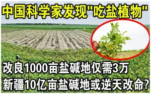 Download Video: 中国科学家意外发现“吃盐植物”！改良1000亩“盐碱地”仅需3万块？