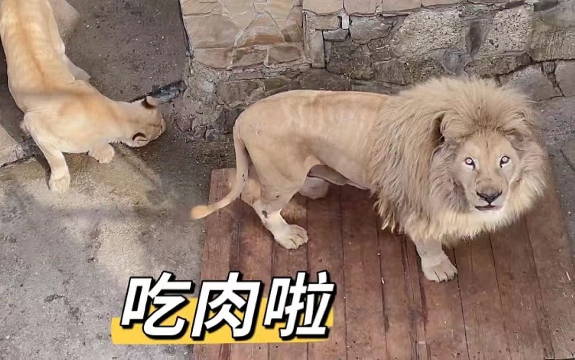 吃肉时,白狮的眼睛会发光