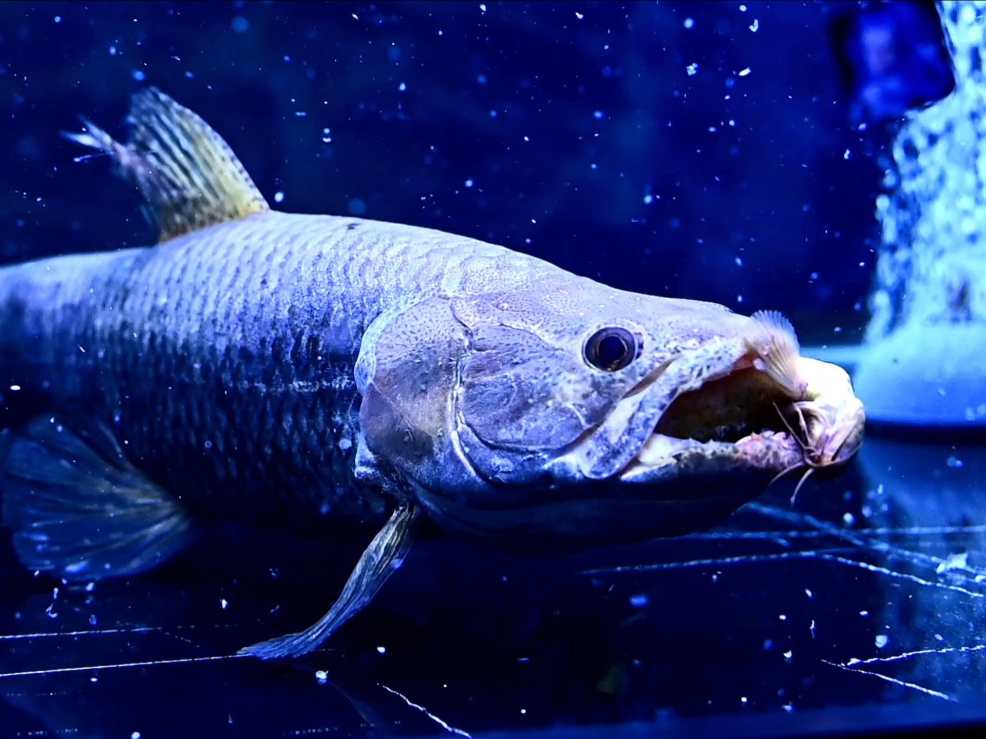 谁让你在鱼缸里养邓氏鱼的?