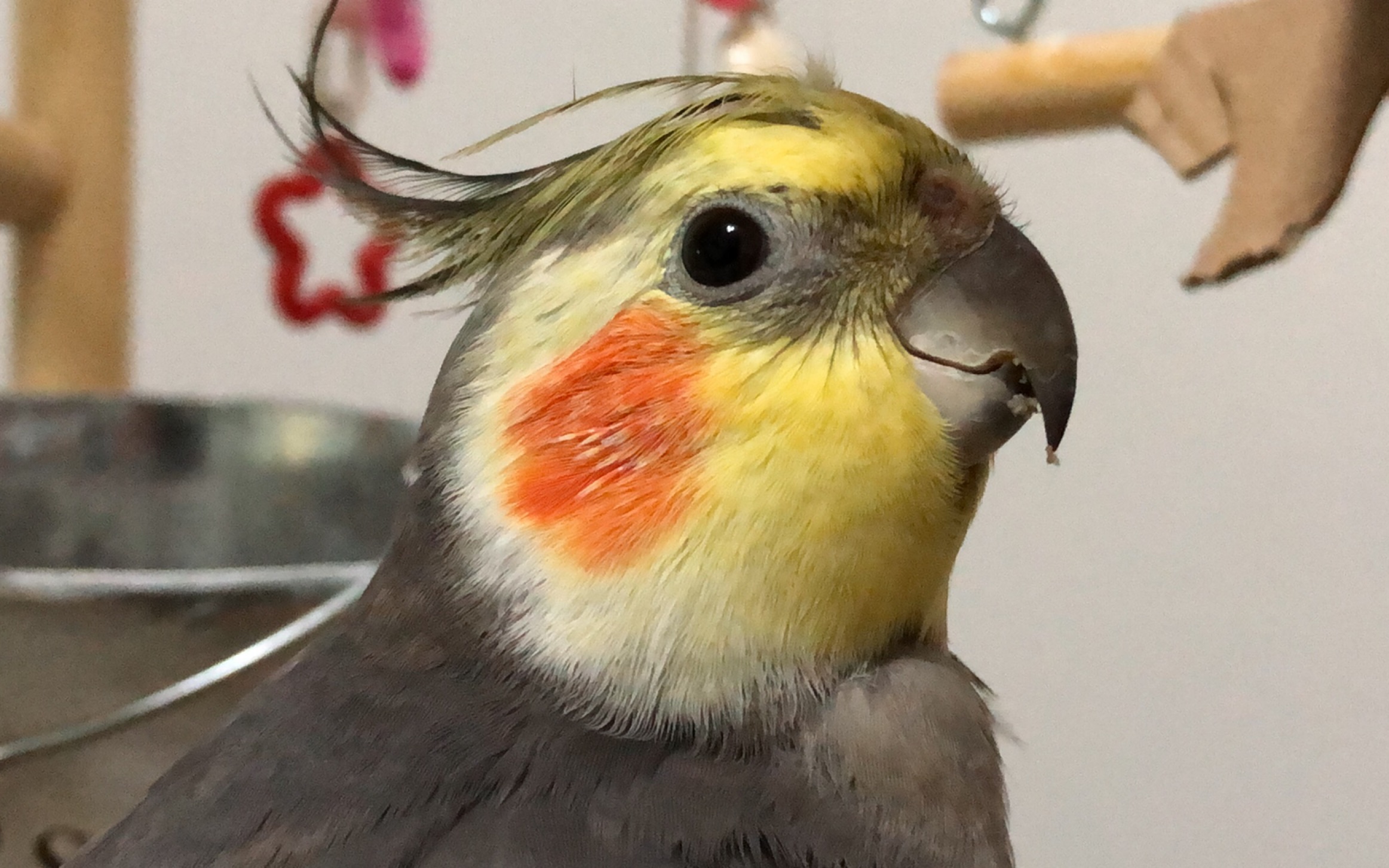 【手养玄凤鹦鹉】吃米机器!腮红鸡皮了一天没吃,睡前开始疯狂加餐.