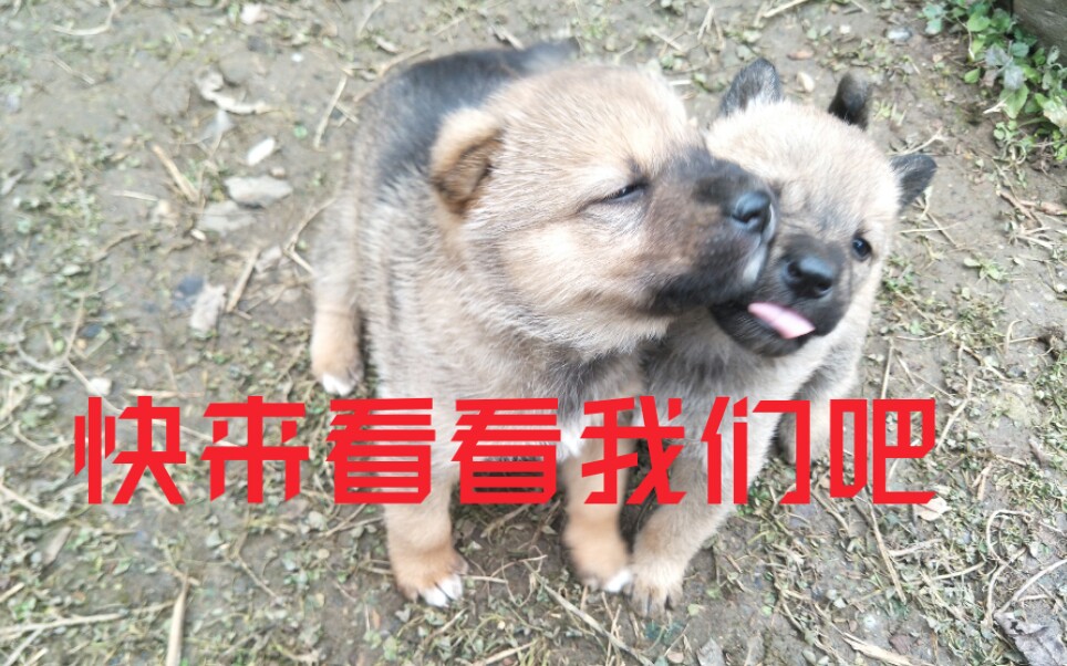 可爱的中华田园犬幼崽哔哩哔哩bilibili