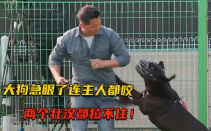 Video herunterladen: 大狗见人就咬，主人拉都拉不住，被训犬师暴揍后瞬间老实了