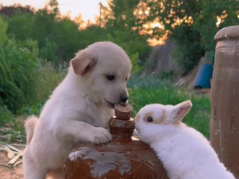 兔兔和狗狗是好朋友!
