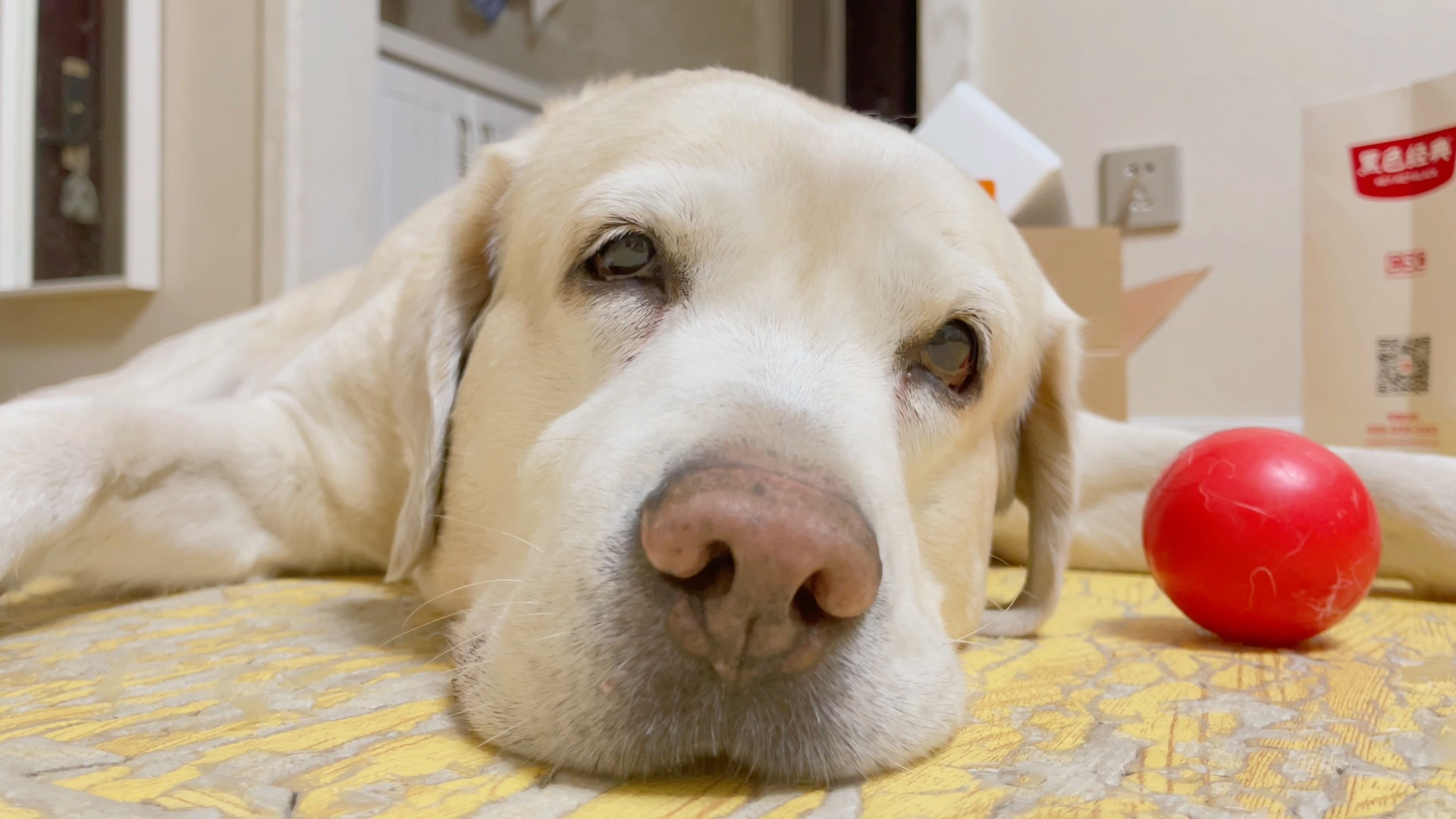 主人打魔兽,狗狗在旁边打瞌睡 眼睛快翻过去了.