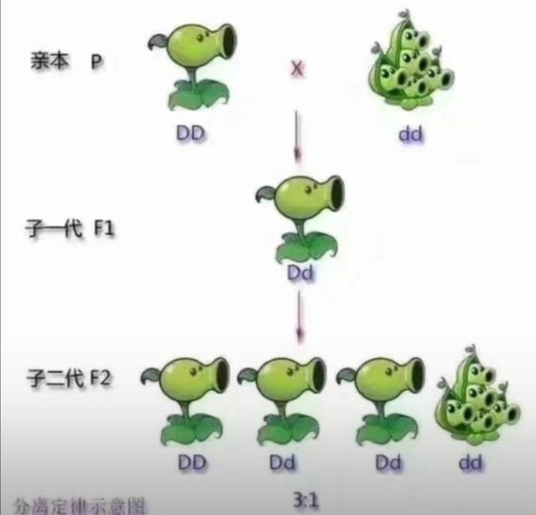 孟德尔小豌豆生物科学实验哔哩哔哩bilibili