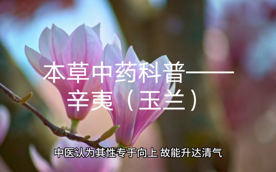 本草中药科普——辛夷(玉兰花蕾)鼻炎要药哔哩哔哩bilibili