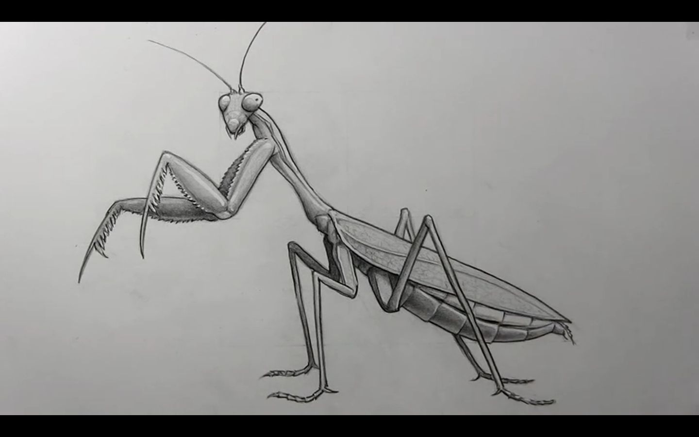 螳螂图片 素描简笔画图片