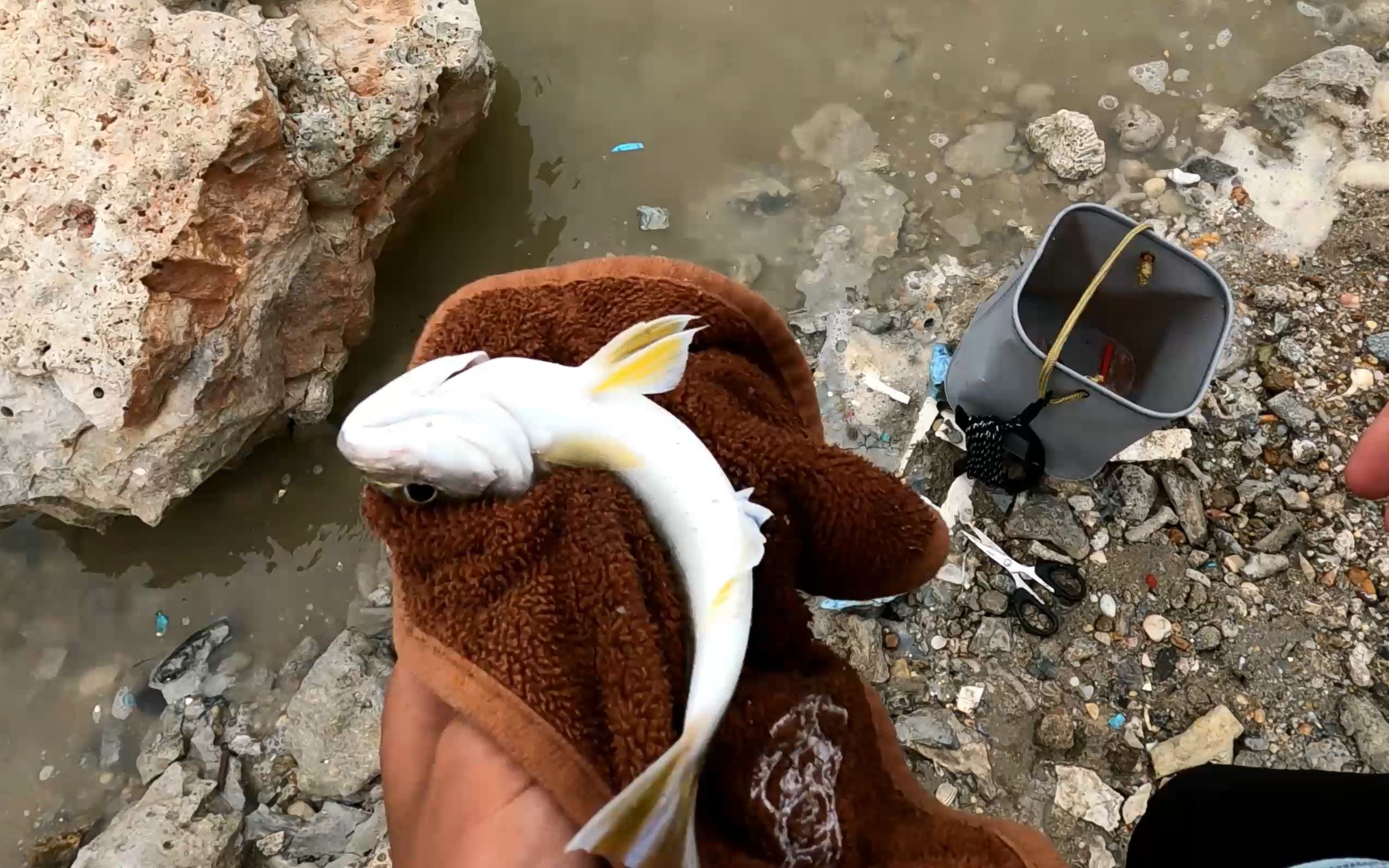 虾砖打窝钓海鱼,双飞呱呱叫的鱼