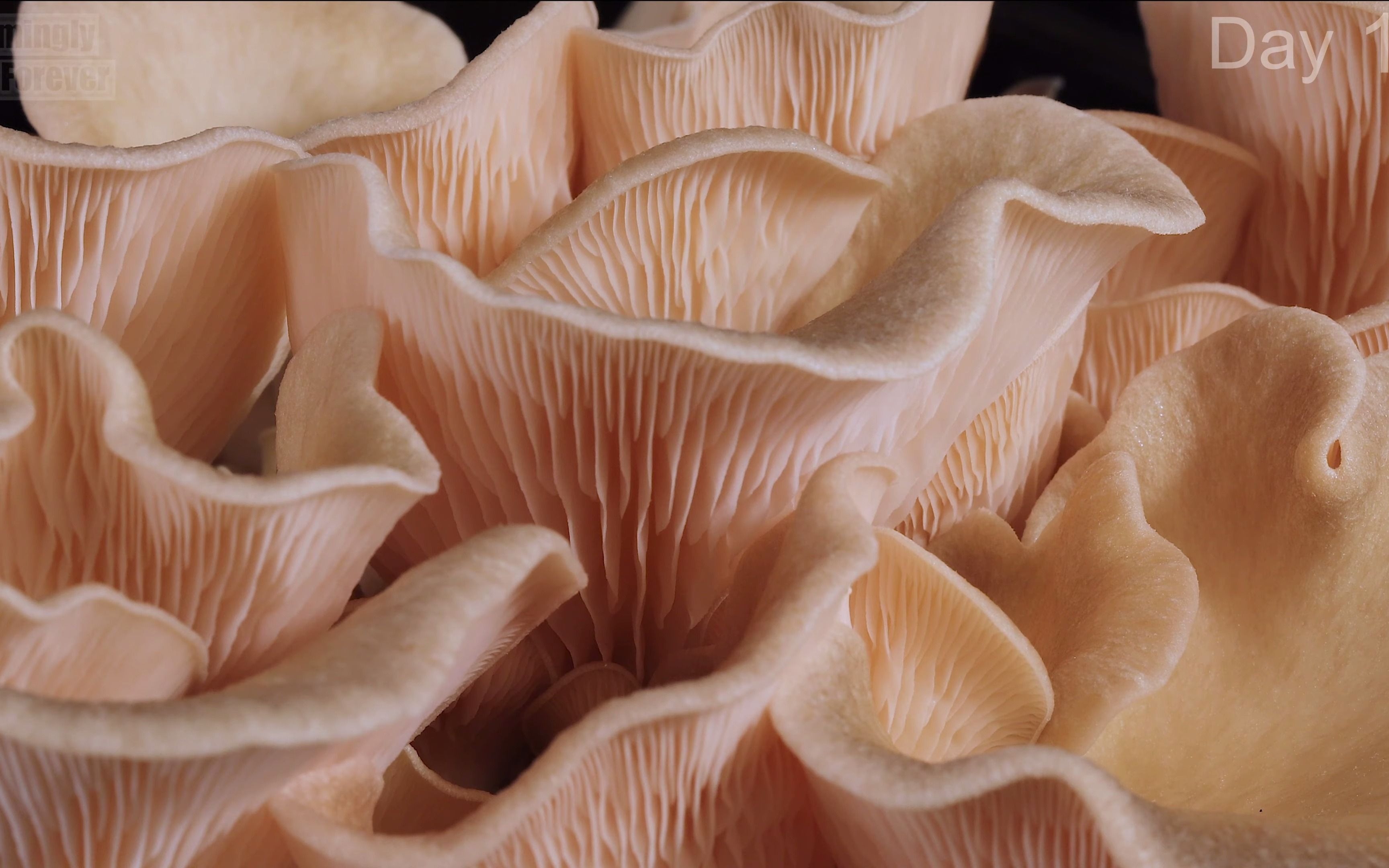 咖啡渣培养粉平菇生长延时 growing pink oyster mushroom from used