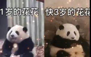 Video herunterladen: 所以…这就是花花幼儿园毕不了业的原因吗？