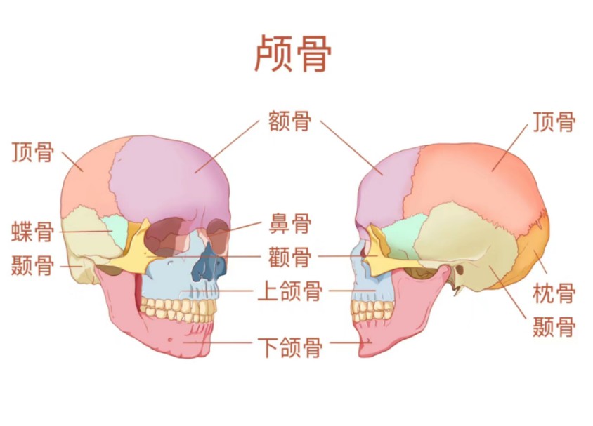 颞骨在哪个位置图片图片