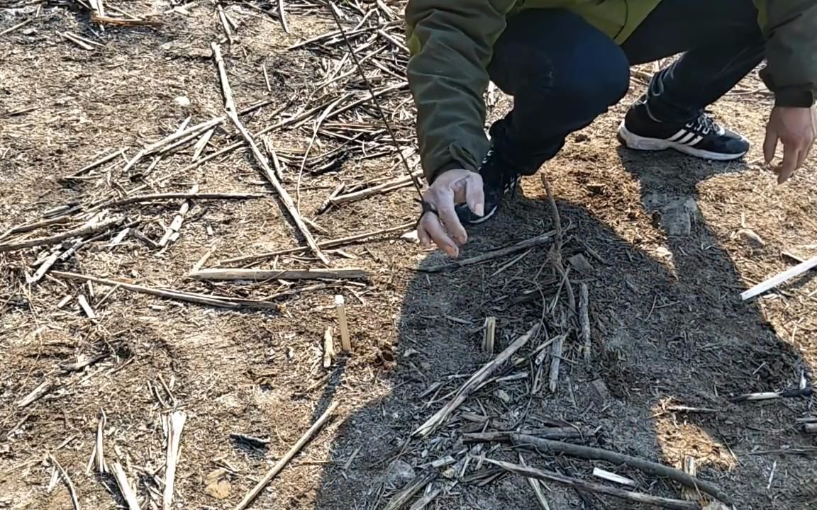 原始捕獵陷阱——絆腳套製作教程