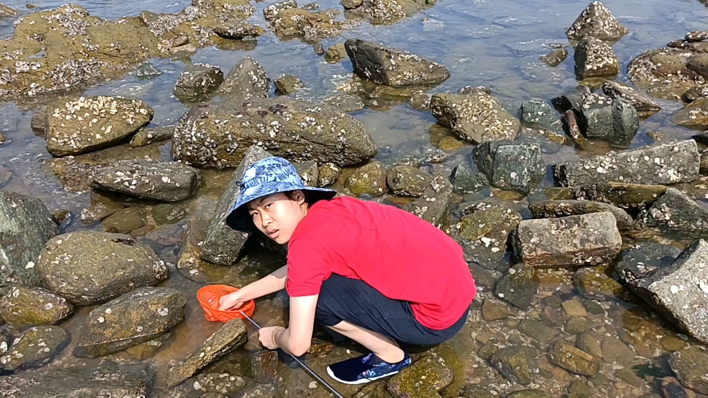 任家台退朝赶海,只有指甲盖的小蟹子