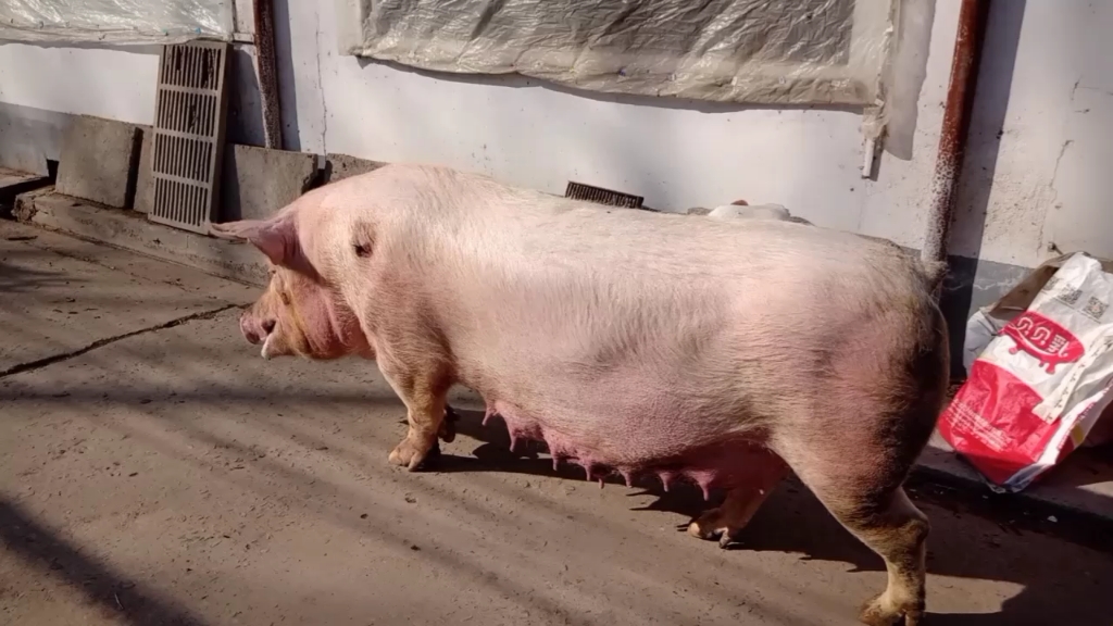 母猪断奶发生意外,当场报废一头母猪,造成直接损失近万元,希望大家引