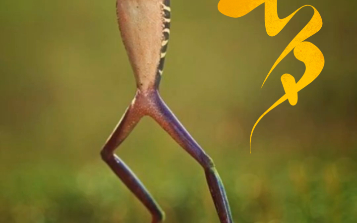 活动  鱼冷冷冷默认水友订购七夕青蛙