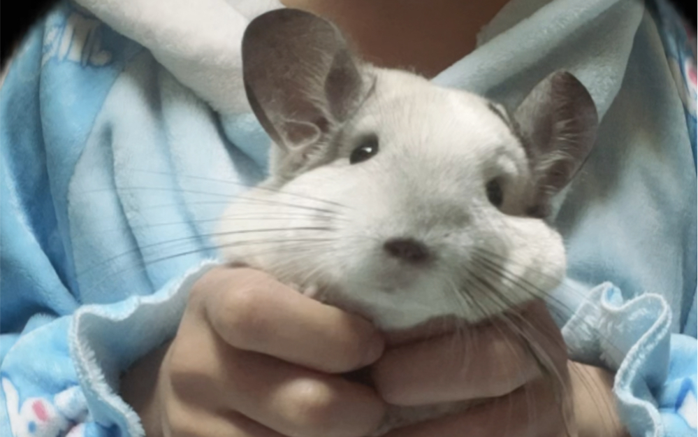 猫眼特效谁用谁可爱