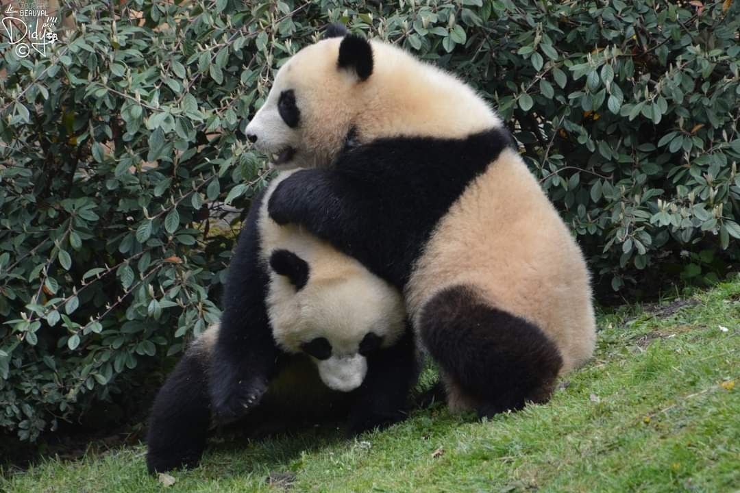 旅法大熊猫圆嘟嘟欢黎黎开心玩耍