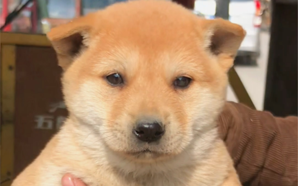 [图]不要再说它是柴犬啦，它是中华田园犬