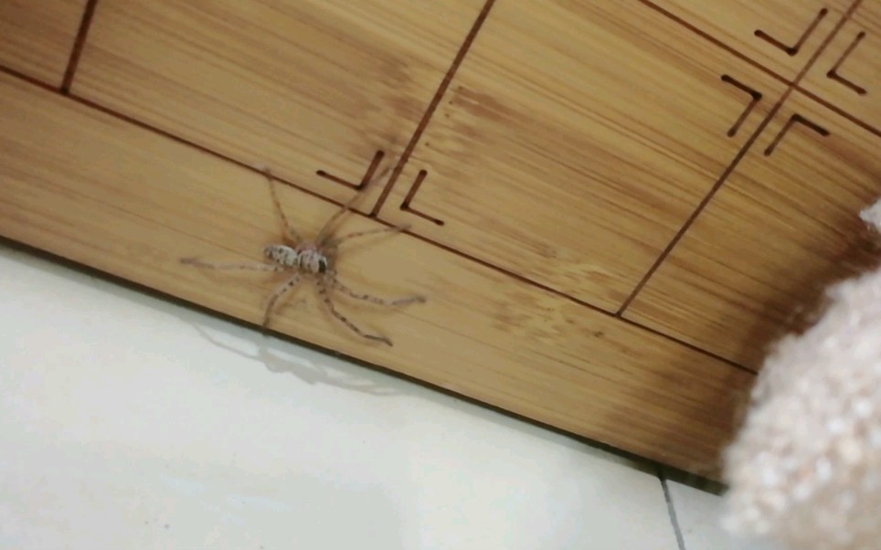 白额高脚蛛幼体