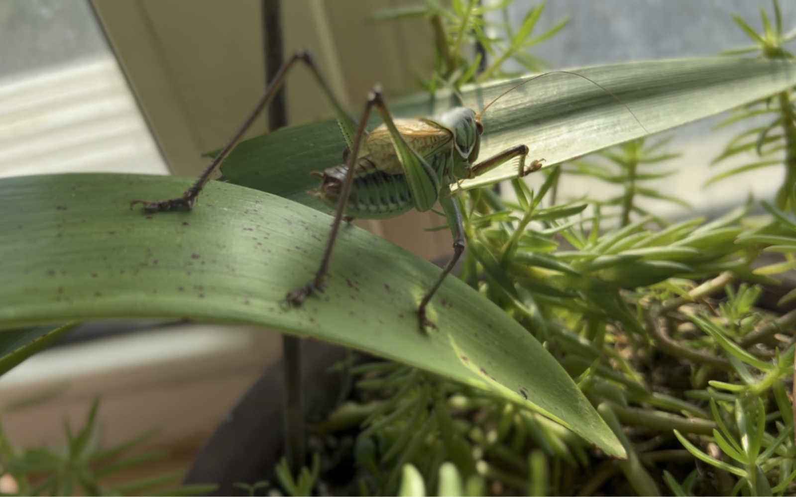 心血来潮把海蓝蝈蝈放在我的花盆里结果悲剧了