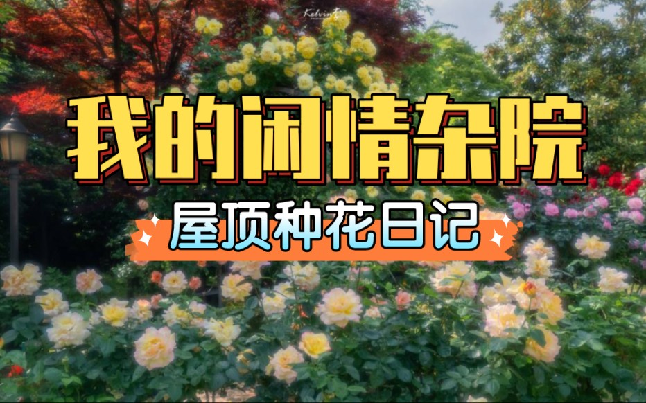 我的闲情杂院,屋顶种花日记.哔哩哔哩bilibili