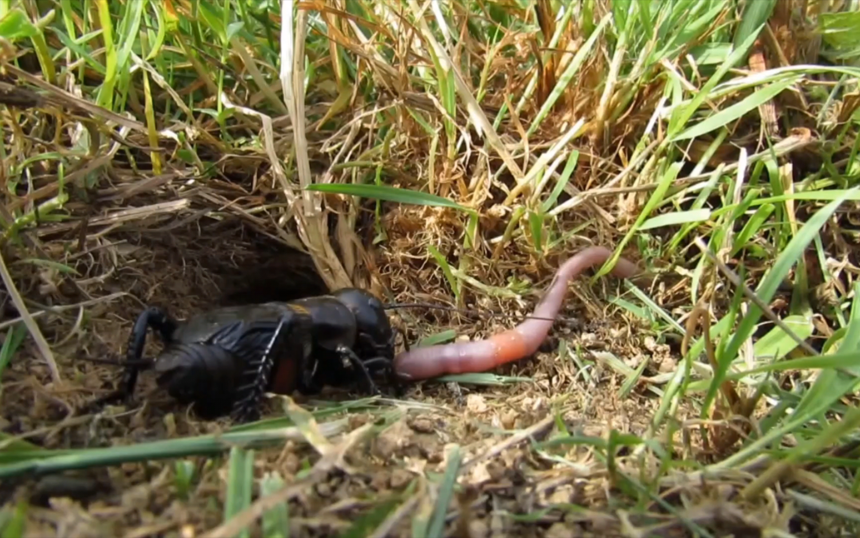 蚯蚓热情送货上门,双斑蟋蟀把它拖进家中热情招待