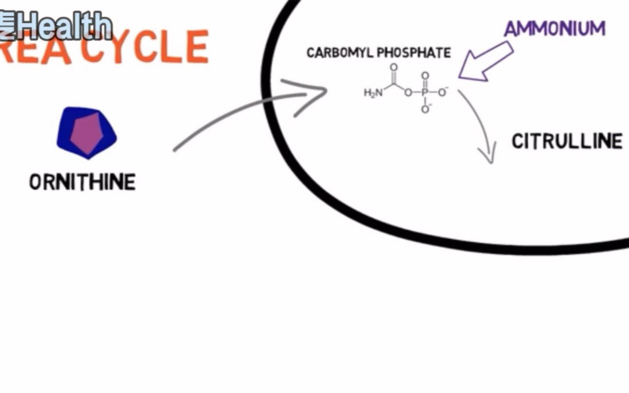 【精氨酸与瓜氨酸如何工作】如何储氮长肌肉哔哩哔哩bilibili