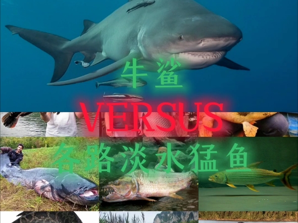 牛鲨vs河马图片