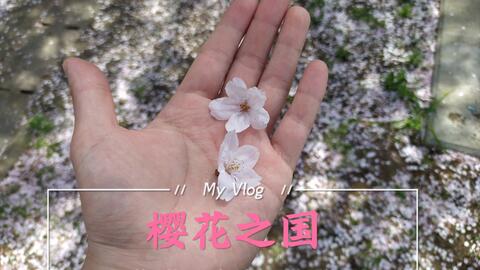 家书15 5 Plus 在 夏目友人帐 的ost中 一人静静看樱花飞舞 哔哩哔哩 家书15 5 Plus 在 夏目友人帐 的ost中 一人静静看樱花飞舞 哔哩哔哩