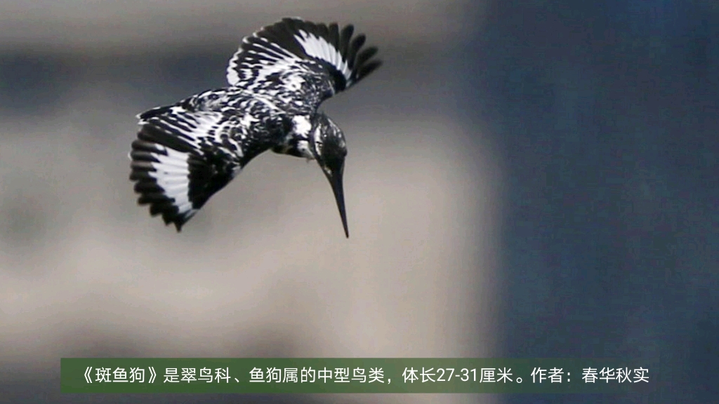 斑鱼狗(学名:Ceryle rudis),是翠鸟科、鱼狗属的中型鸟类,体长2731厘米.哔哩哔哩bilibili