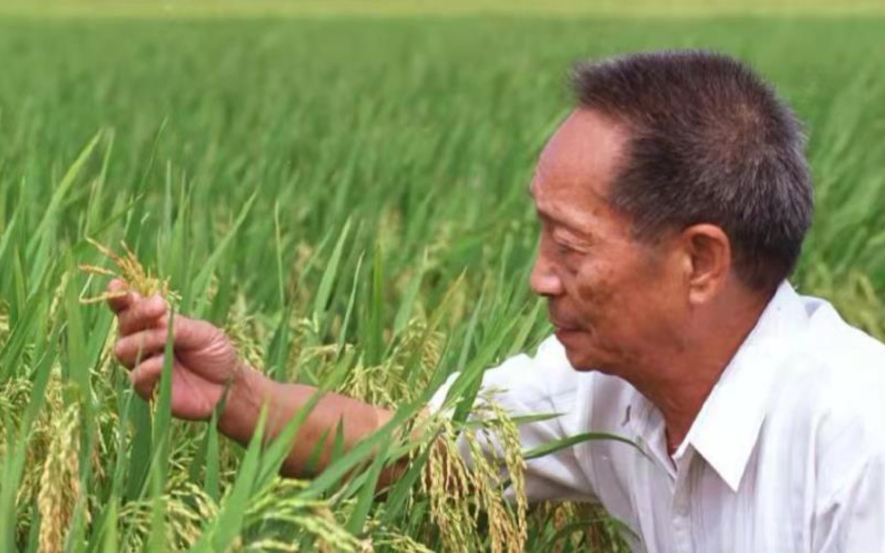 [图]“中国不缺粮食了？袁隆平：如果人家一卡你，不卖粮，那就麻烦了！”