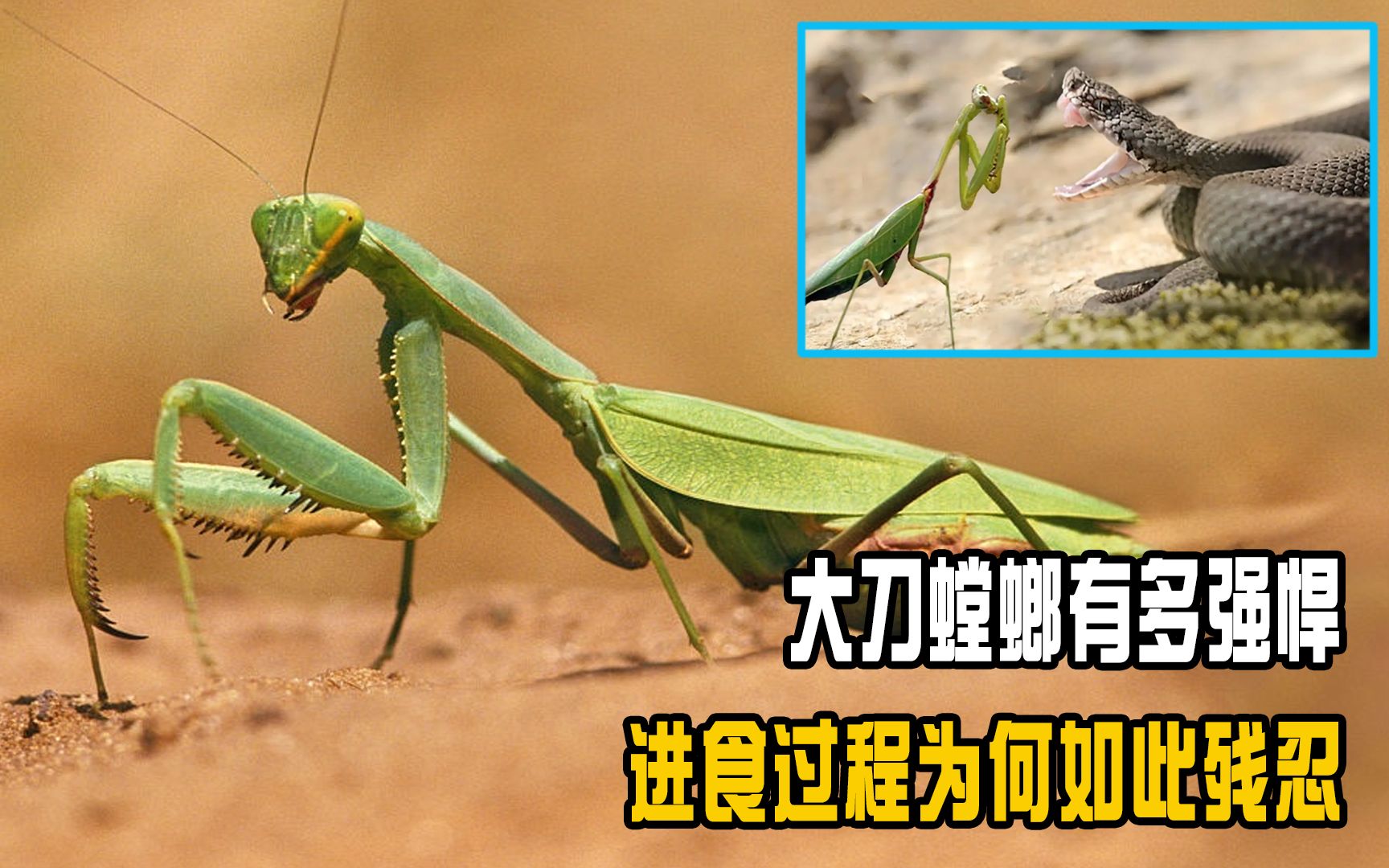大刀螳螂vs鸟图片