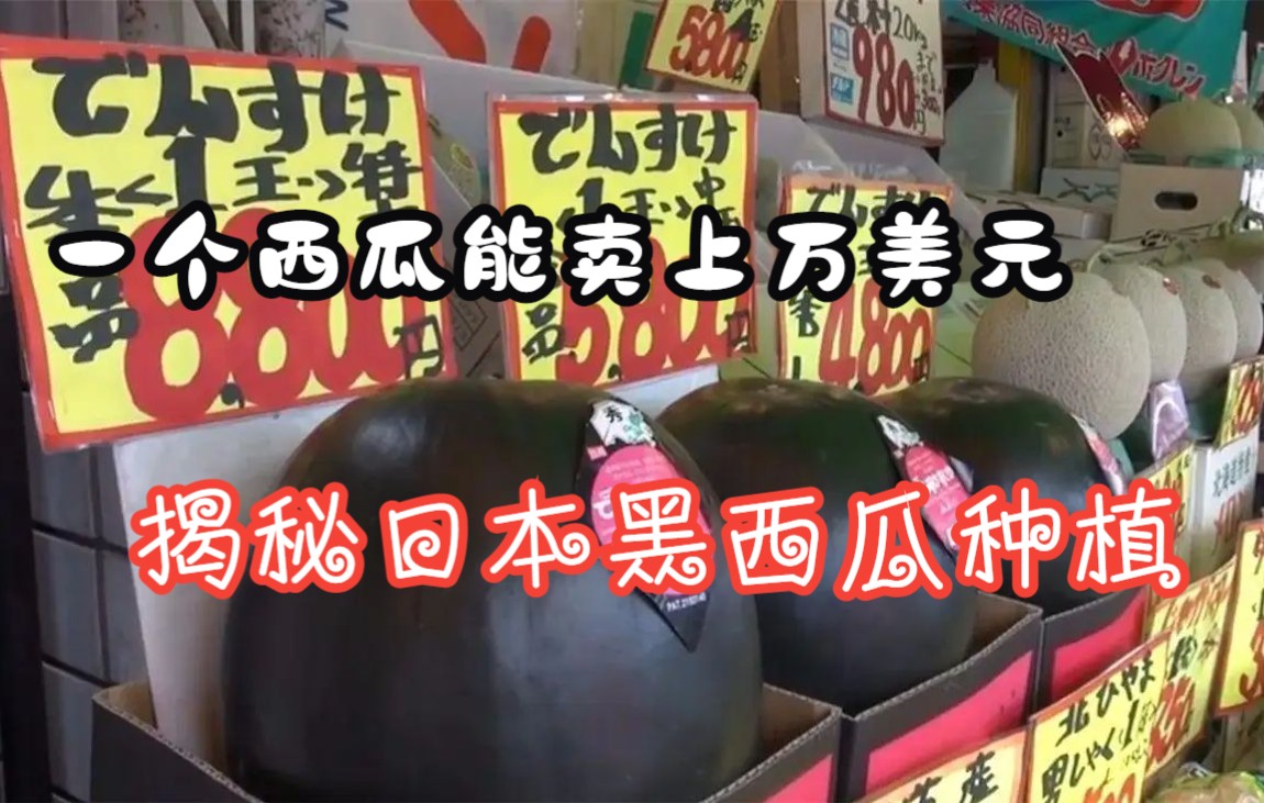 一天挣1万的黑方法(身无分文了怎么弄点钱)