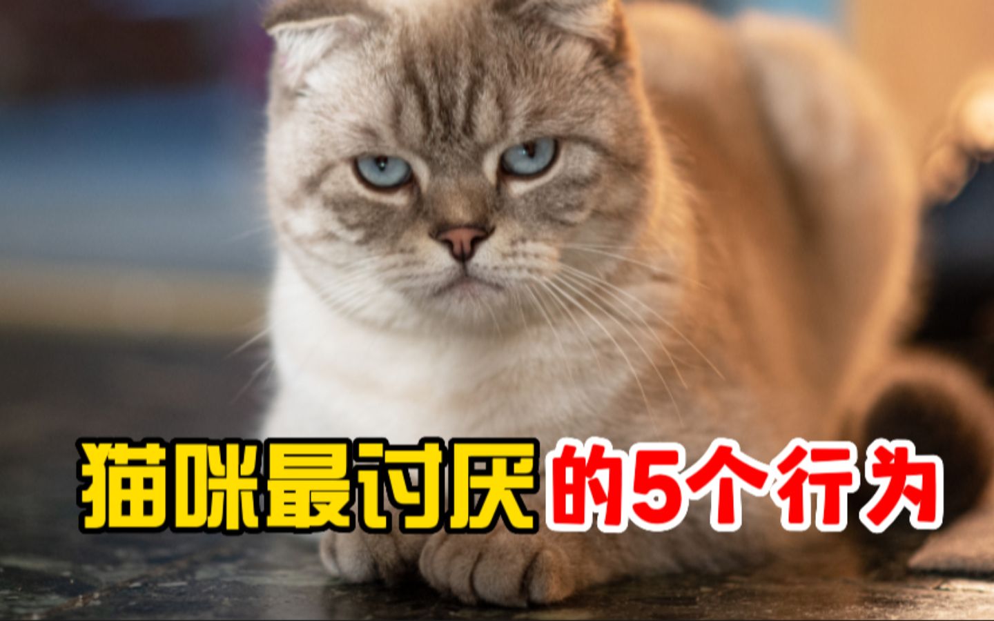 猫咪最讨厌的5个行为,你做过几个?哔哩哔哩bilibili