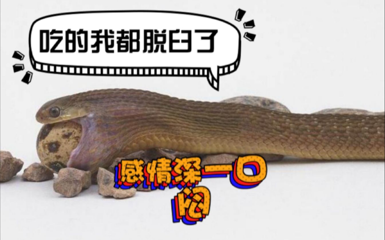 要吃蛋蛋才能活的蛇,你可曾见过它进食的画面?