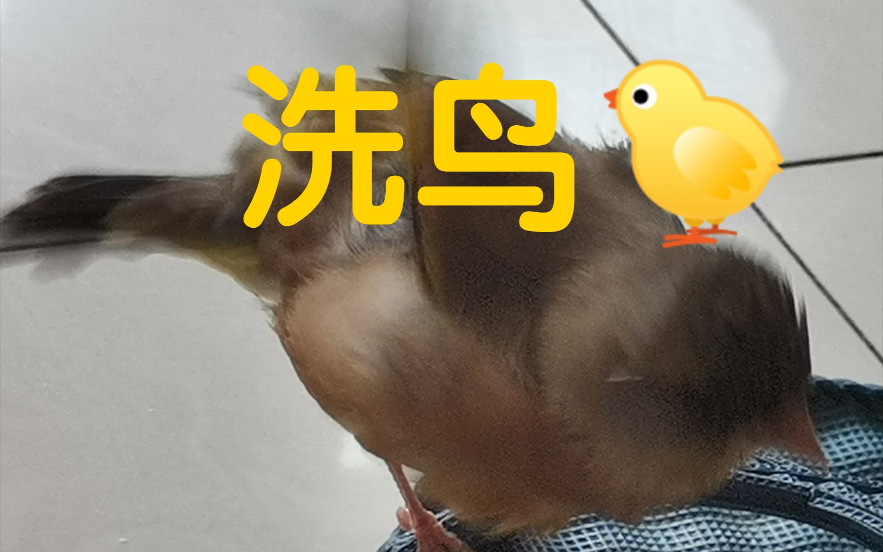 [图]【金翅雀】洗鸟🐤