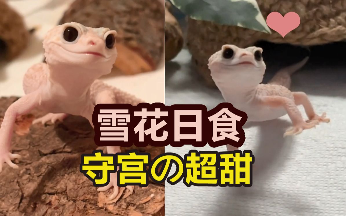 大眼睛爬宠,雪花日食豹纹守宫,可爱的小宠物,小蜥蜴