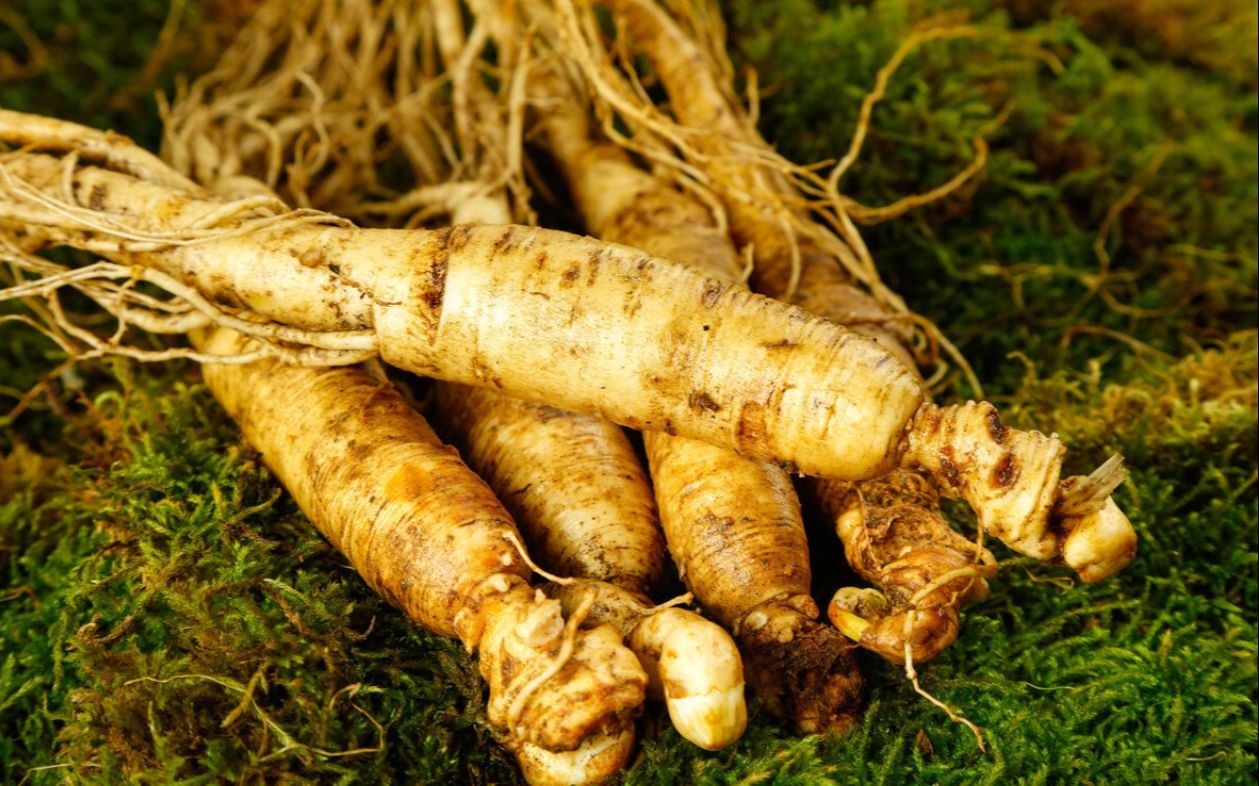 中药里的五种参人参玄参太子参北沙参拳参区别要点