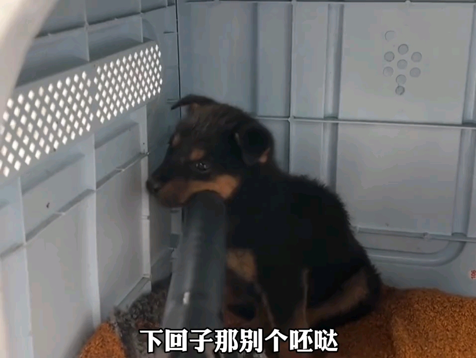 槟狗哔哩哔哩bilibili